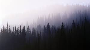 How to set a forest wallpaper for an android device? Aesthetic Forest Wallpapers Top Free Aesthetic Forest Backgrounds Wallpaperaccess