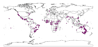 Image result for Eragrostis astreptoclada