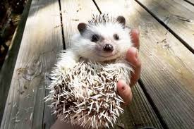 Animals Thechive Baby Animals Smiling Animals Hedgehog Pet