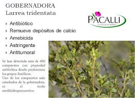 Tiene una serie de otros nombres comunes, pero en el mundo de la medicina a base de hierbas, la planta chaparral parece ser el nombre más común. Facebook