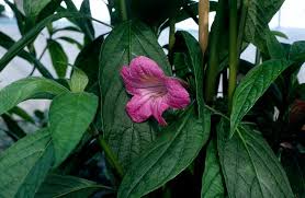Image result for Ruellia makoyana