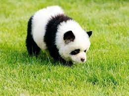 Have Fun With Dogs That Look Like Bears Hellow Dog Panda Dog Funny Looking Dogs Panda Puppy
