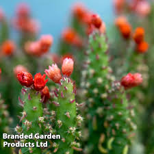 Image result for Austrocylindropuntia