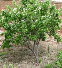 The jaboticaba is unusual in that the fruit are actually produced on the trunk of the tree. Fruit Trees For Small Gardens