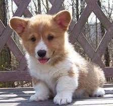 Schau dir angebote von ‪colorrado‬ auf ebay an. Lovely Pembroke Corgi Puppies For Sale For Sale In Colorado Springs Colorado Classified Americanlisted Com