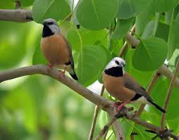 Bird With Orange Chest And Black Head 
