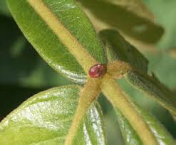 Image result for Sericostachys scandens