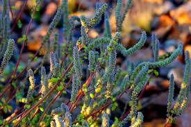 Image result for Coleus cylindraceus