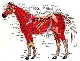 acupuncture channel meridian systems horses