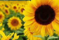 Gambar bunga matahari (sun flower) 8. Bunga Matahari Pink