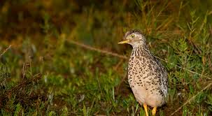A comprehensive illustrated guide to the vagrant birds that occur throughout the united states and canada. The Plains Wanderer One Of Australia S Rarest Birds
