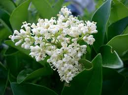 Image result for Ligustrum
