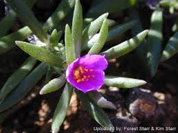 Image result for Portulaca foliosa
