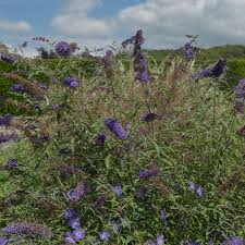 Image result for buddleia davidii