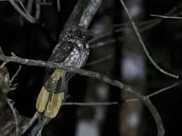 Image result for Gyrodoma hispida