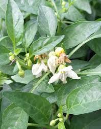 Image result for Capsicum annuum