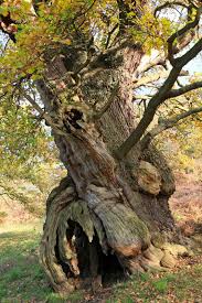 Someone Is Trapped Inside This Tree And Trying To Get Out Magical Tree Tree Tree Spirit