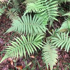 Image result for Christella parasitica