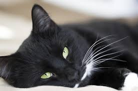 1.) sorge für einen abwechslungsreichen tag. Katze Bett Gemutlich Kostenloses Foto Auf Pixabay