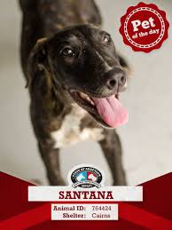 Meet Santana At Our Cairns Rspca Animal Care Centre She S A Lovable Young Bullarab Cross Looking For A New Start In Life She Enjoys Tr Pet Day Animals Pets