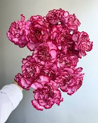 Pin On Pink Flowers