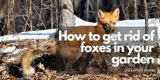 Foxes, their nature and how to get rid of them naturally nuisance foxes and the havoc they make. How To Get Rid Of Foxes In Your Garden Uk Expert Guide