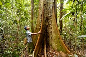 Entah itu kemajuan ilmu, teknologi, budaya, dan lain sebagainya. Kedaulatan Hijau Dalam Konteks Kelola Hutan Rakyat Mongabay Co Id