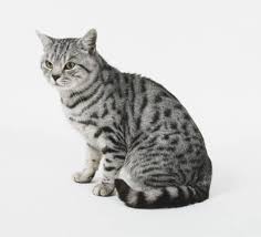 American Shorthair Tekir Kediler American Shorthair Kediler Ve Yavrulari