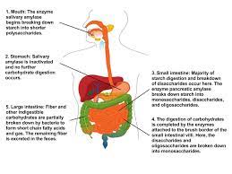 Digestion And Absorption Of Carbohydrates Human Nutrition Deprecated Human Nutrition Digestion Carbohydrates