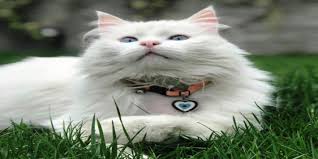 Kedi Psikolojisi Dr Vet Hek Gurbuz Erturk Kopek Egitim Uzmani Egitici Egitmeni Kopek Psikologu Kedi Psikologu Kopek Psikiyatristi Kedi Psikiyatristi