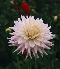 Dahlia Corn Bride Green And White Wedding Flowers Dahlia White Wedding Flowers
