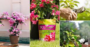 How to grow beautiful bougainvillea. 8 Secret Bougainvillea Care Tips How To Care For Bougainvillea Plant