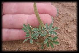 Image result for Hermannia boraginiflora