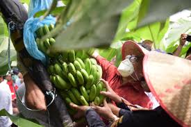 Atau akan ada juga orang yang berpikir bahwa cavendish merupakan. Panen Perdana Tanaman Pisang Cavendish Pengembangan Hortikultura Berorientasi Ekspor Kementerian Koordinator Bidang Perekonomian Republik Indonesia