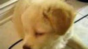 Golden Retriever Husky Mix Shop For Your Cause