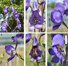 Male Flowers Of Aconitum Compensate For Toxic Pollen With Increased Floral Signals And Rewards For Pollinators Scientific Reports