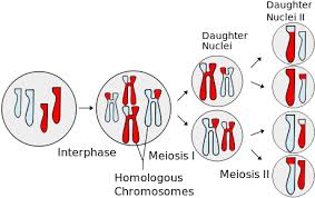 Cells alive meiosis phase worksheet answers pdf. Yr 11 Topic 1 Cell Cycle Amazing World Of Science With Mr Green