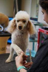 We'll demonstrate how to groom the most common breeds and learn about safety measures for both you and the pet when grooming. Pet Grooming Plus Michigan School Of Canine Cosmetology