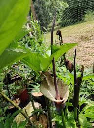 Image result for Amorphophallus impressus