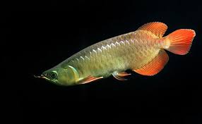 Asian Arowana Endangered Fish Aquarium Fish Freshwater Aquarium Fish
