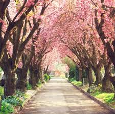 Standard cherry trees can grow up to 25 ft. Cherry Blossom Facts 9 Things To Know About Cherry Blossom Trees