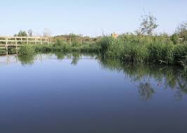 Image result for Pycreus fluminalis