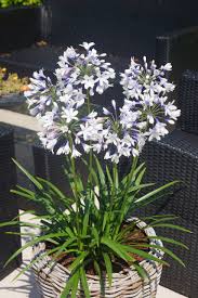 Image result for Agapanthus codii
