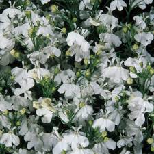 Image result for foto Lobelka