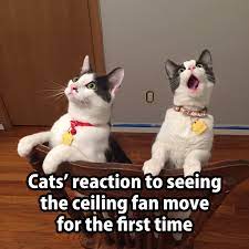 27 Quirky Websites You Never Knew You Needed Funny Animal Pictures Crazy Cats Cute Animals
