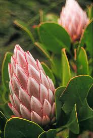 Image result for Proteaceae