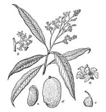 Mango Tree Drawing Vector Images 93 Staedtler (mars lumograph graphite sketching pencils) we have. vectorstock