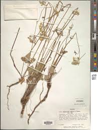 Image result for Pimpinella buchananii