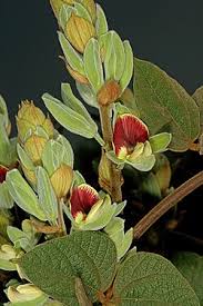 Image result for Rhynchosia procurrens