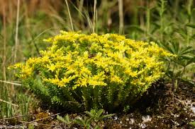 Image result for Sedum